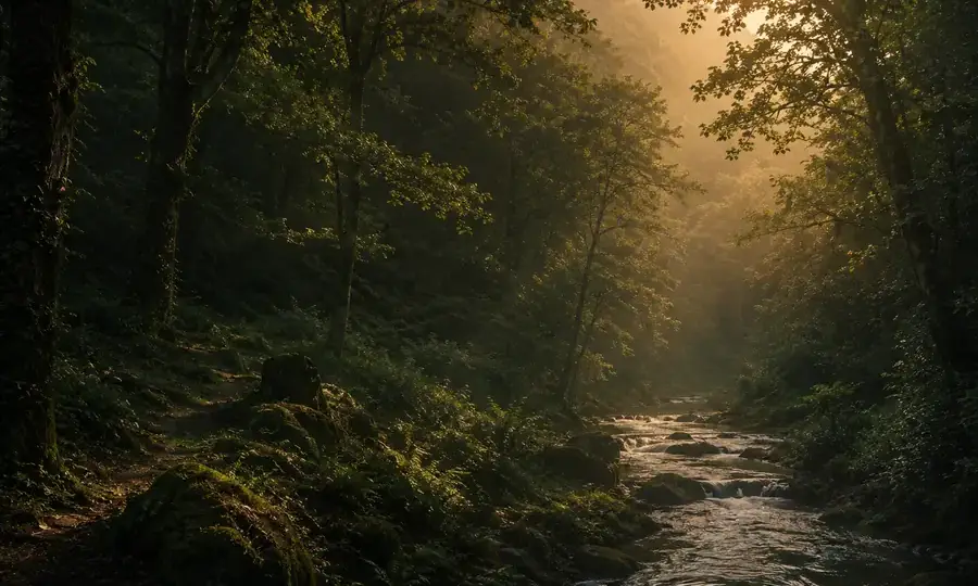 Sentier en sous-bois le long d’un ruisseau, lumière dorée filtrant à travers les arbres